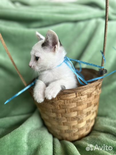 Котенок мальчик