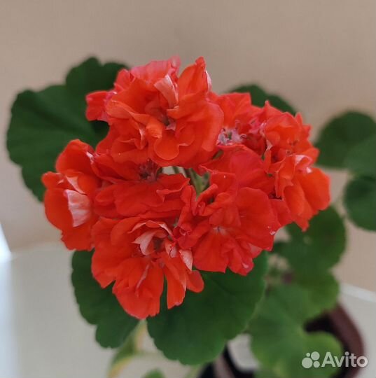 Пеларгония герань сортовая