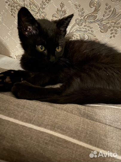 Мурчащий Котенок (м), 4 месяца