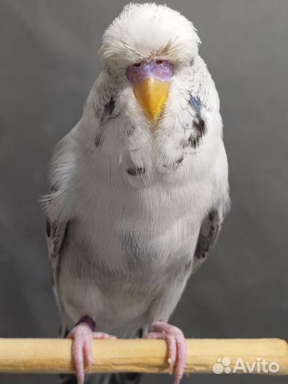 Ввп Чех самец