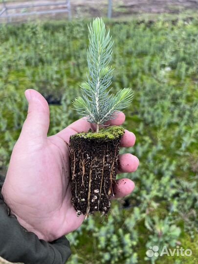 Сеянцы зкс Сосна Ель Лиственница окс Голуб Горн