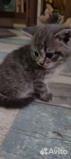 Британские котята