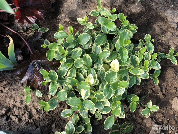 Многолетние цветы для сада