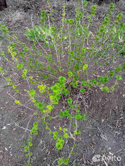 Отводки черной смородины