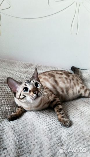 Бенгальская кошка