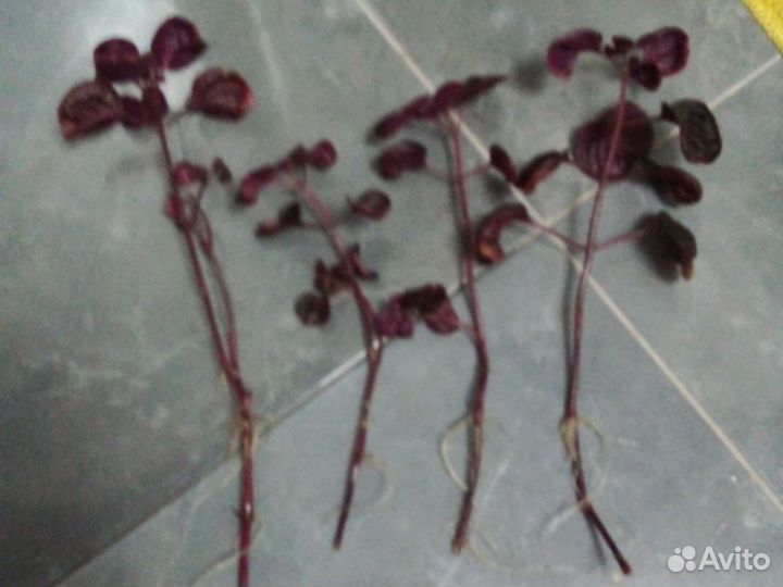 Ирезине Хербста черенки