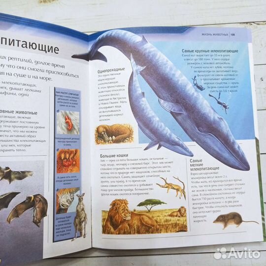 Книга Современная детская энциклопедия