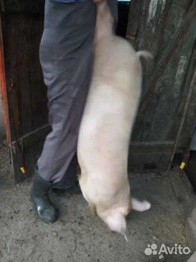 Продаю хряка