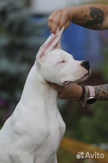 Щенки аргентинского дога