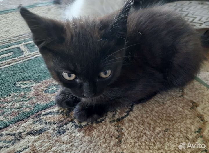 Котята в хорошие руки