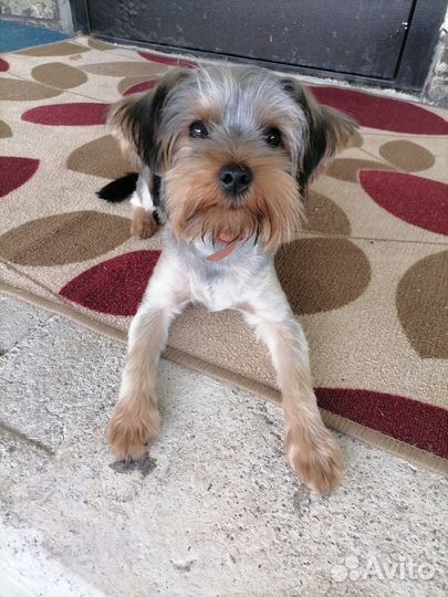 Йоркширский терьер мини