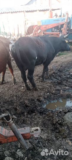 Бык и телка