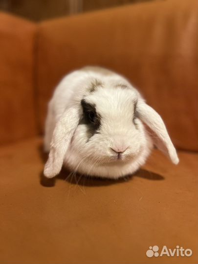 Карликовые вислоухие декоративные кролики