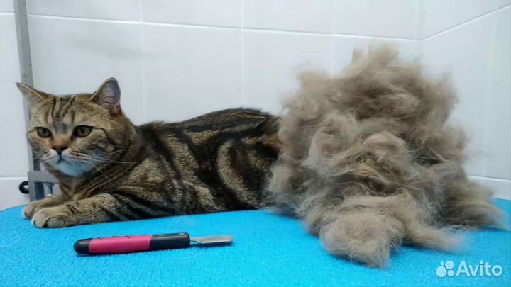 Экспресс линька и вычесывание кошек выезд на дом