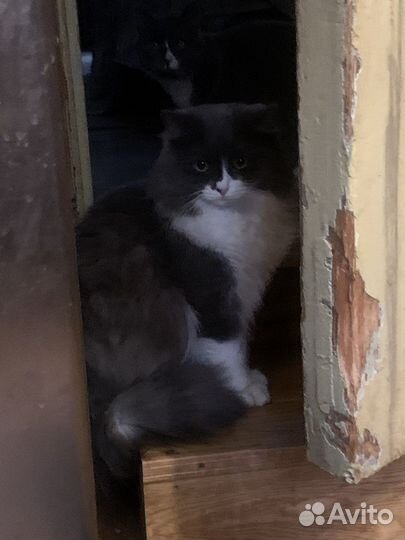 Норвежская лесная. Котик, 1год