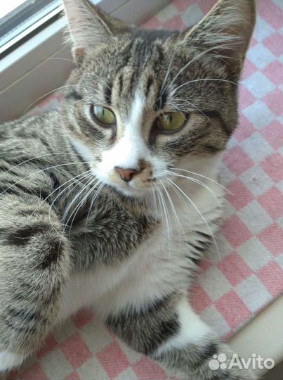 Ласковый котик 8 мес. кастрирован, в добрые руки