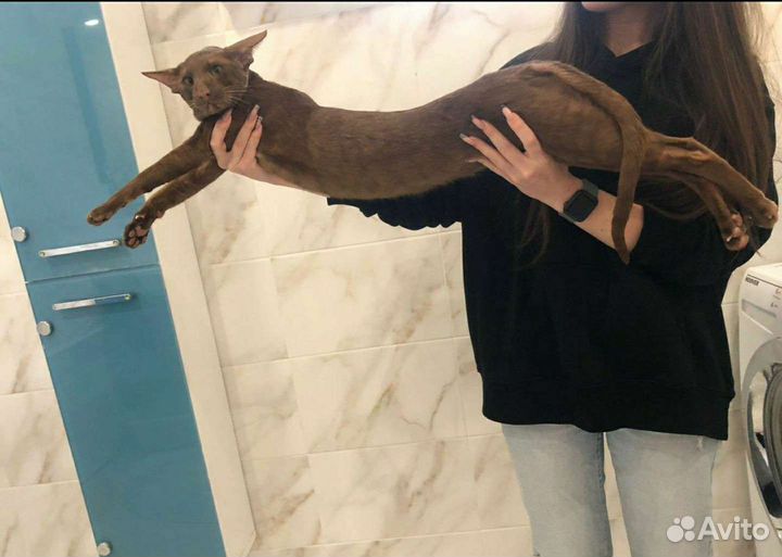 Ориентальный котенок