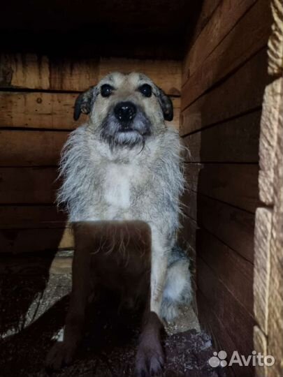 Небольшая собака для квартиры тетьеристого вида