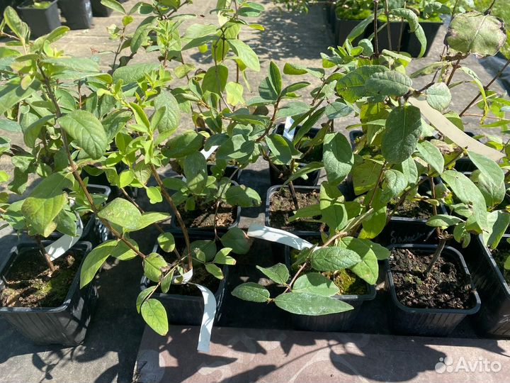 Жимолость саженцы зкс