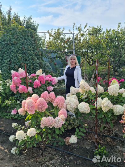 Декоративные растения для сада