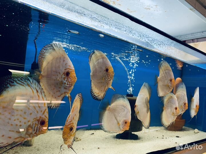 Дискусы Белые -Бабочки