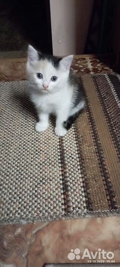 Персидские котята в дар