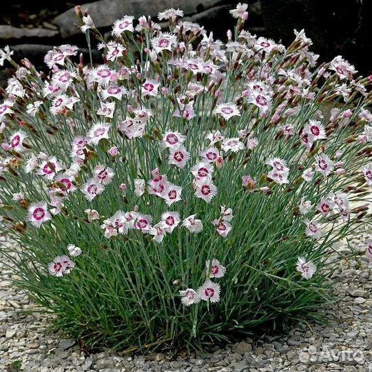 Гвоздика многолетняя