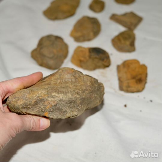 Окаменелости