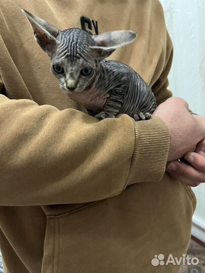 Канадский сфинкс котенок