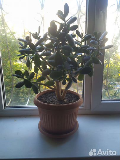 Денежное дерево