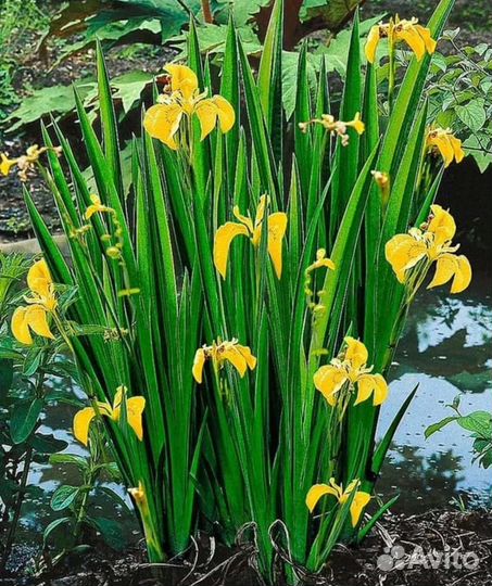 Садовые многолетники (цветы) хризантема