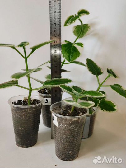 Плектрантус вариегатный