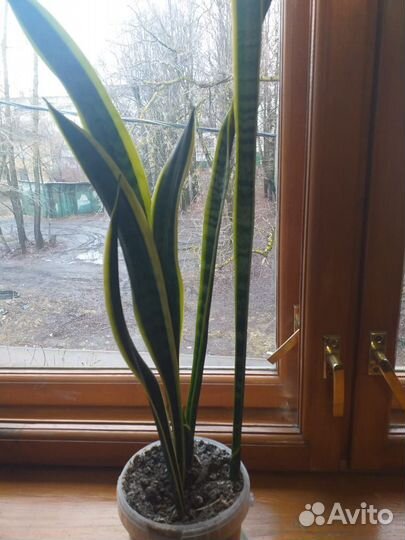 Сансивиерия