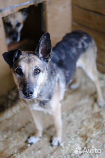 Классный взрослый пёс мечтает о своем доме
