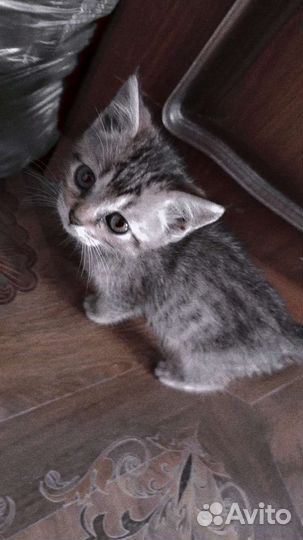 Котята бесплатно помесь веслоухих, бенгальских