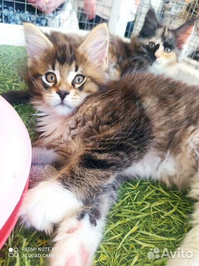 Котята мейн-кун полидакт и классики