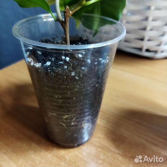 Бугенвиллия