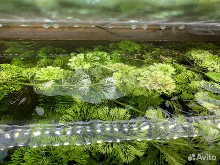 Лимнофила (аквариумное растение)