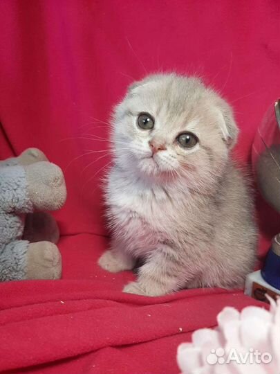 Котенок шиншилла голубой на золоте