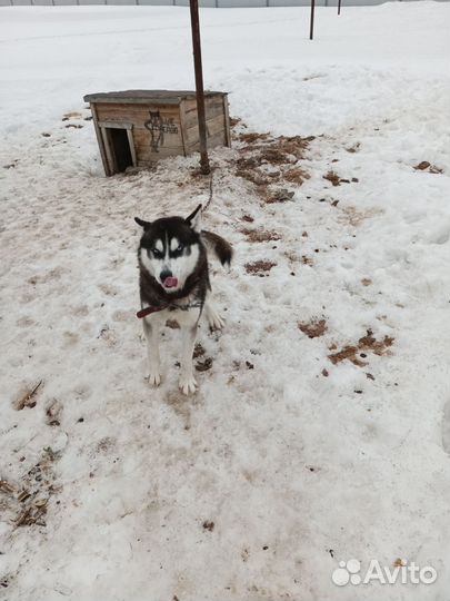Сибирский хаски