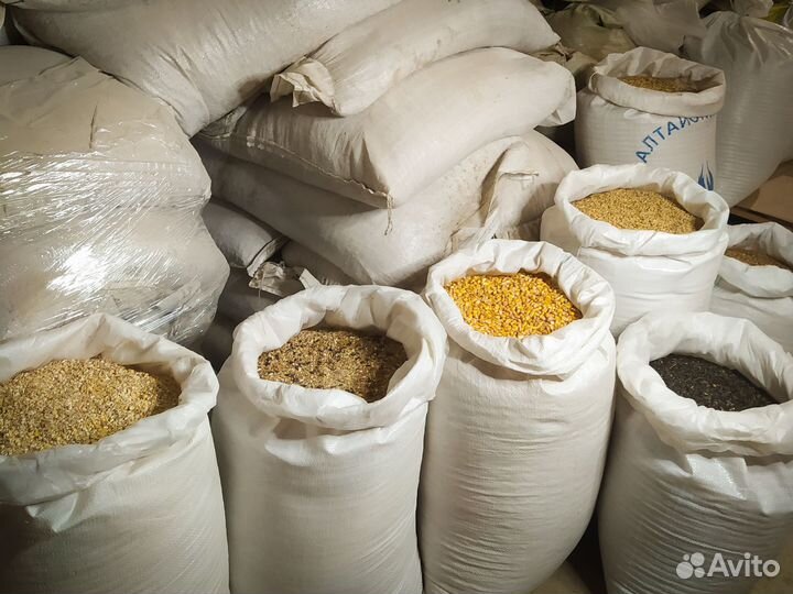 Пшеница кормовая