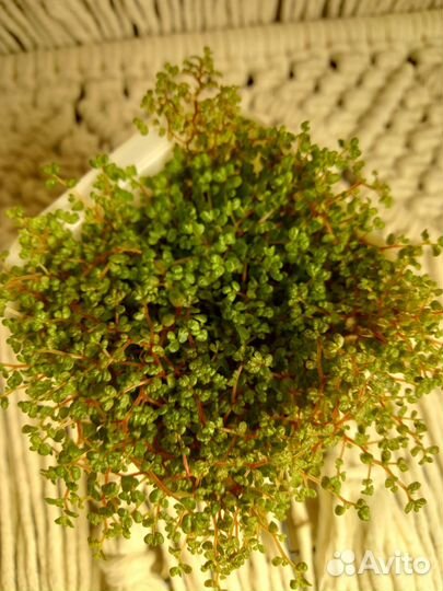 Солейролия