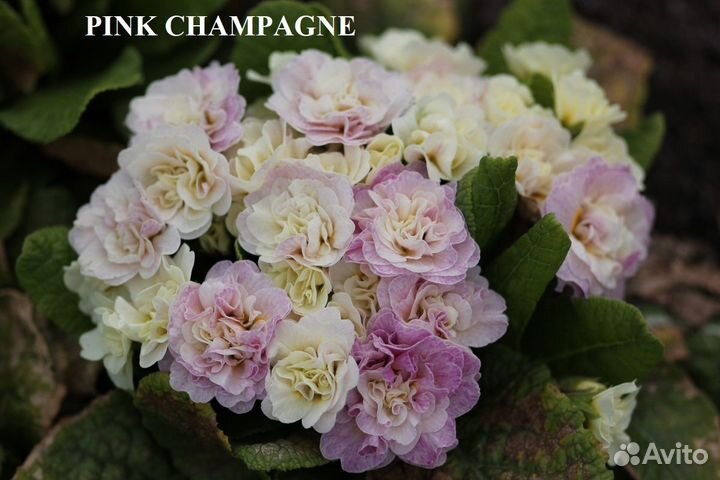 Примула махровая беларина