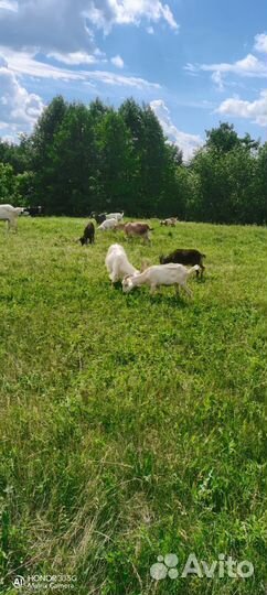 Продадим коз