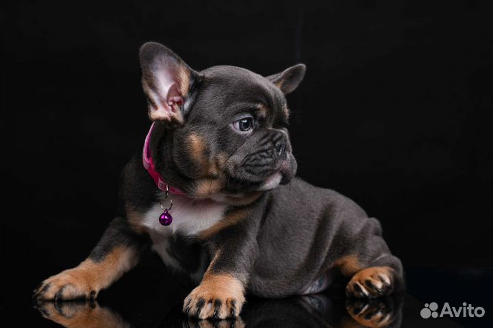 Французский бульдог щенки эксклюзивных окрасов