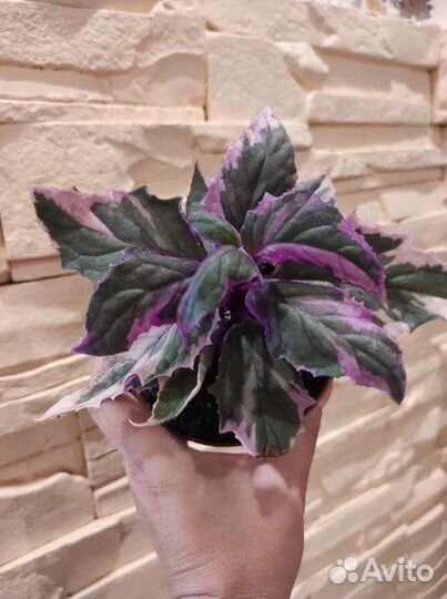 Вариегатные комнатные растения