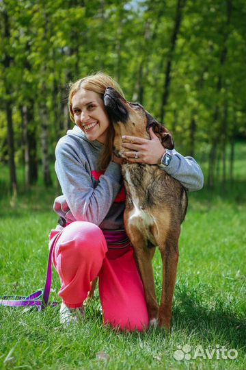 Собака Август ищет дом