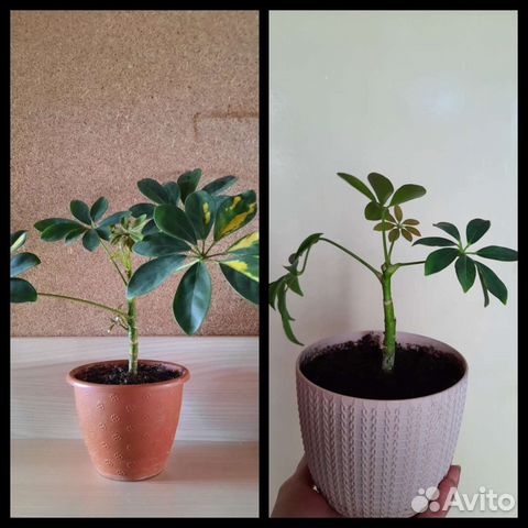 Комнатные цветы