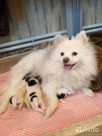 Щенки шпица