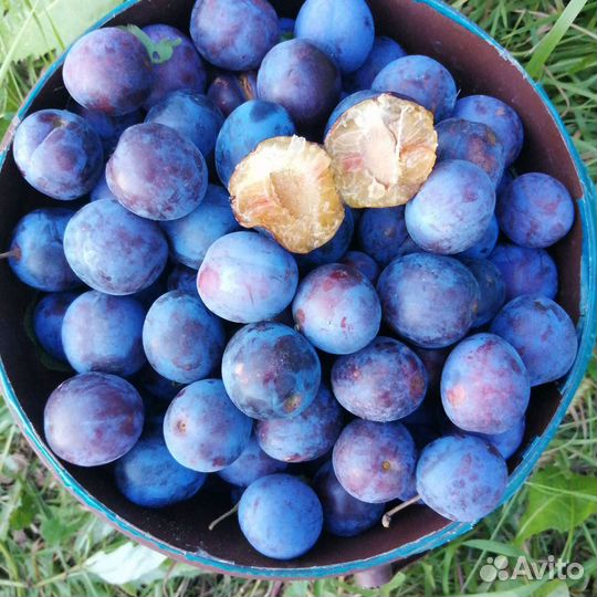 Саженцы слива